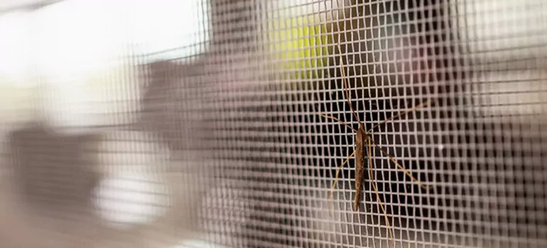 Repair Mosquito Mesh For Windows in Meadow Woods, FL